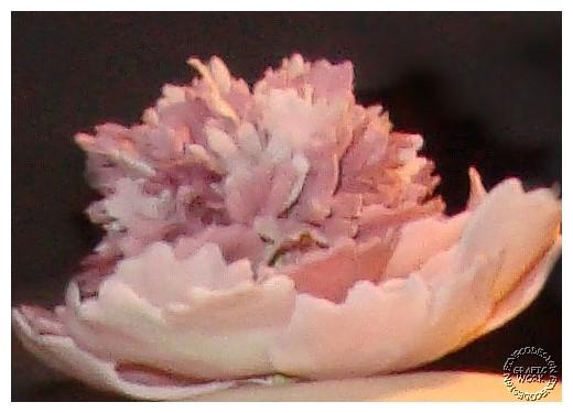 Pfingstrose1