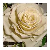rose_mini